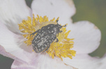Aplikacjia społecznościowo-fotograficzna specjalizująca się w makro