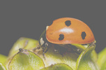 Aplikacjia społecznościowo-fotograficzna specjalizująca się w makro