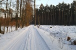 Duży teren leśny - blisko Łodzi i trasy S8
