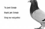 Inwestora - ów zapaleńca do budowy toru wyścigowego na miarę F-I-A, D-T-M etc.  pod Warszawą