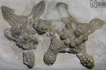 Luksusowa galeria sztuki