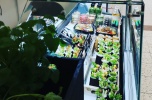 Sprzedam / odstąpię bardzo dobrze prosperujące wyspy Sushi